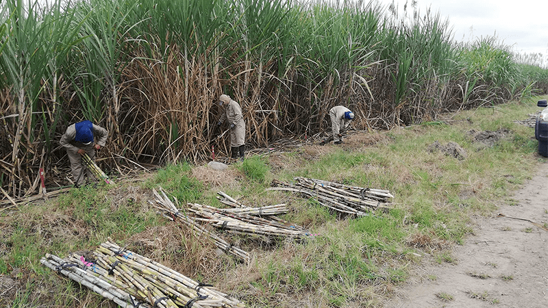 Genotipos específicos de caña producirían cultivos más dulces