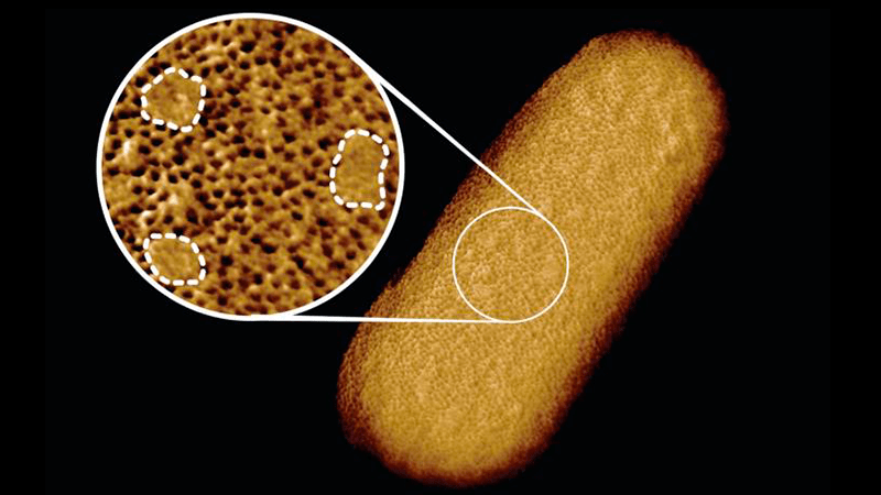 Las imágenes más nítidas hasta ahora revelan la cara irregular de las bacterias vivas