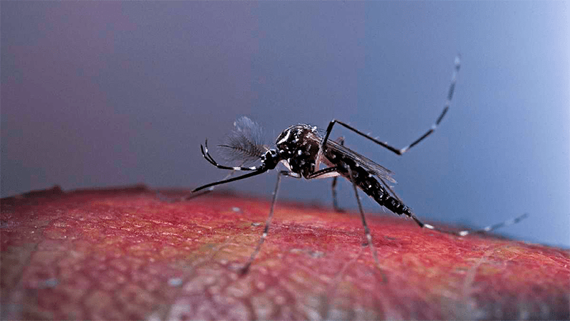 ¿Virus del Zika podría mutar? Esto señala un nuevo estudio publicado por la revista Cell Reports