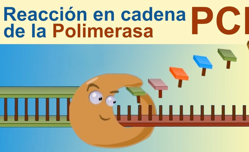 ETAPAS DE UN PROCESO PCR