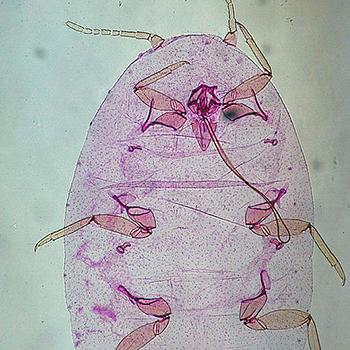 Identifican 33 nuevos enemigos del cultivo del café