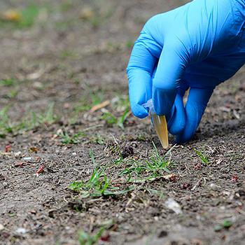 Microorganismos de la Antártida permitirían cultivar suelos infértiles
