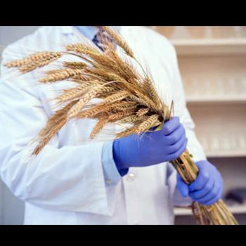 Más de 200 expertos logran un hito científico: completar el genoma del trigo
