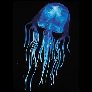 Crean un antídoto para el ser vivo más venenoso de la Tierra