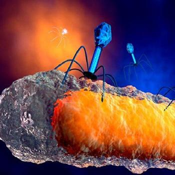 Por primera vez en el mundo una infección mortal es tratada con virus transgénicos que cazan bacterias.