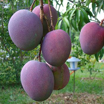 Semilla del mango de azúcar, fuente de aceites antioxidantes