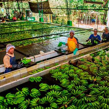 Declaran alerta nacional por presencia de hongo en cultivos de banano, ¿En qué consiste?