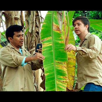 Desarrollan una App para detectar hongos letales en bananos de Colombia