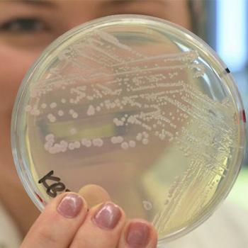 Las bacterias que se deshacen de su pared celular para evadir a los antibióticos