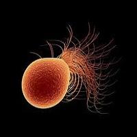 "TÉCNICAS BÁSICAS PARA EL CULTIVO DE MICROORGANISMOS: SIEMBRA Y ESTUDIO DE BACTERIAS?