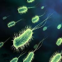 SOBRE LAS BACTERIAS