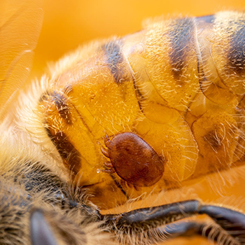 Bacterias modificadas genéticamente para proteger a las abejas productoras de miel