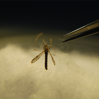 Modelo matemático ayudaría al control biológico del virus del dengue