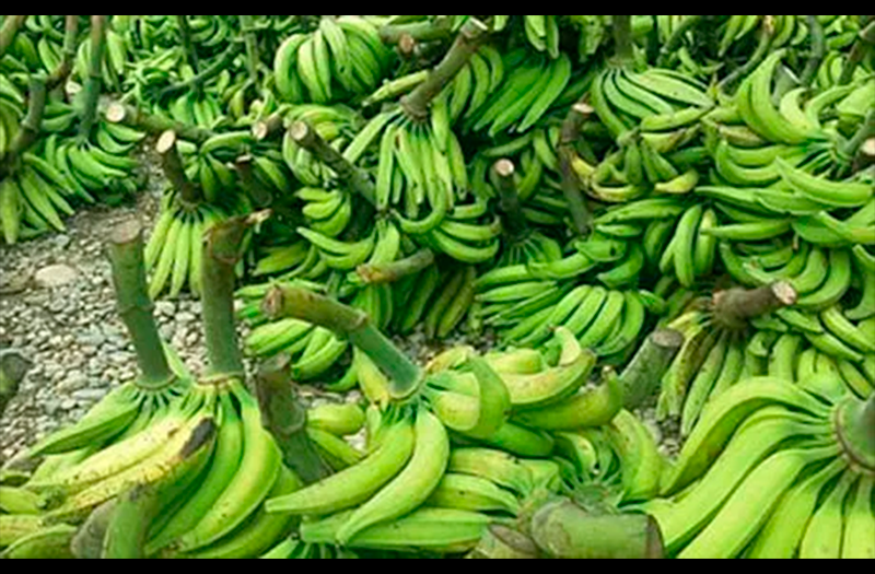 Cáscaras de plátano, fuente de glucosa para la industria alimenticia