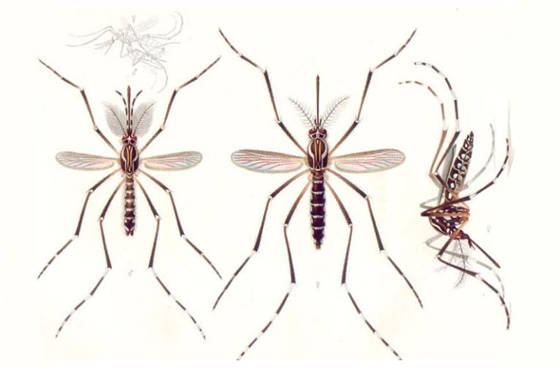 Científicos validan un test rápido para dengue, zika, fiebre amarilla y otros virus