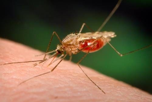 Crean mapa del sistema inmune del mosquito para combatir la malaria