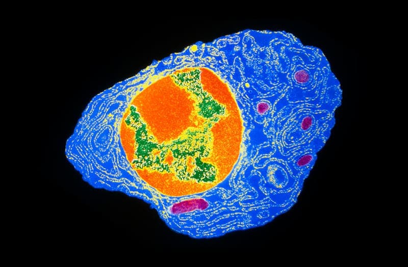 ¿Por qué las vacunas contra la influenza no protegen a las personas por mucho tiempo?
