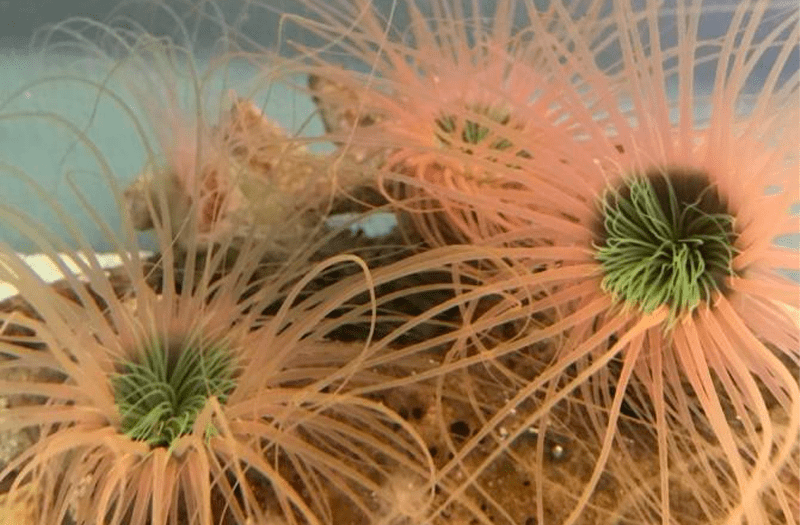 Encuentran moléculas con potencial farmacológico en las toxinas de las anémonas tubo