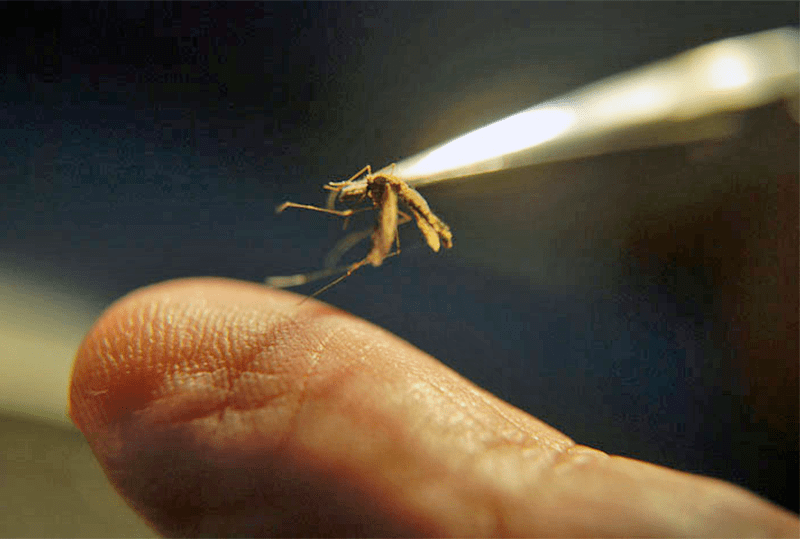 Cebos tóxicos combatirían mosquitos que transmiten la malaria