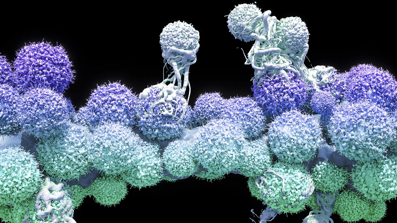 Nuevos medicamentos de inmunoterapia se dirigen a dos proteínas evasivas que conducen al cáncer