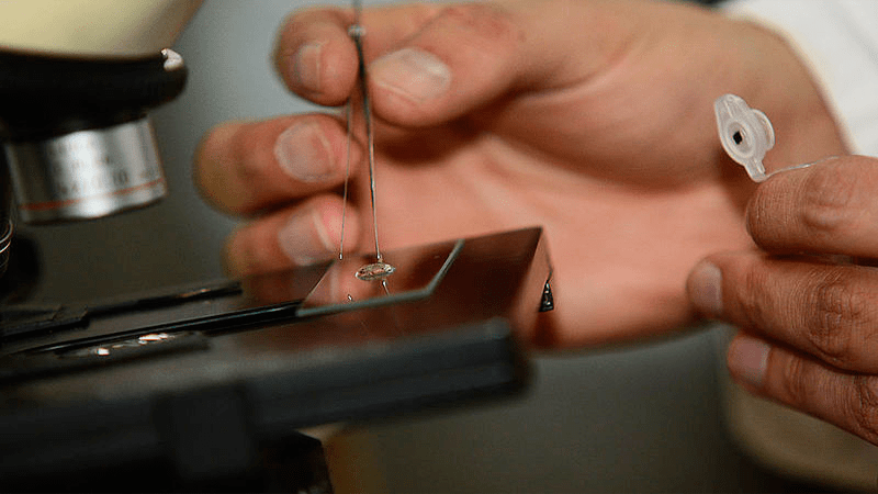 Mar Caribe tendría microorganismos para combatir plagas en la agricultura